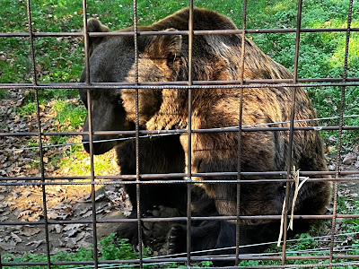 Budakeszi Wildlife Park — fotografia 4