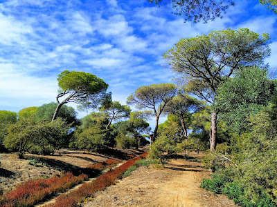 Toruños y la Algaida Park — fotografia 4