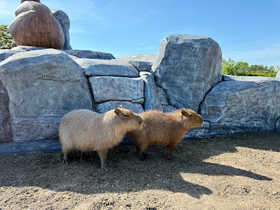 Bella Zoo Park, Siófok