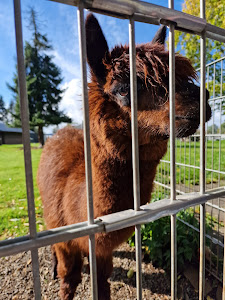 Wildpark Bad Marienberg — fotografia 5