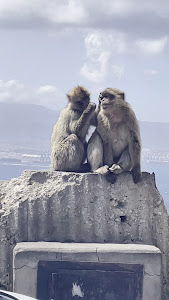 Barbary Macaque Feeding Station — fotografia 5
