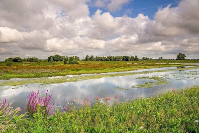 Nationaal Park De Biesbosch — fotografia 4