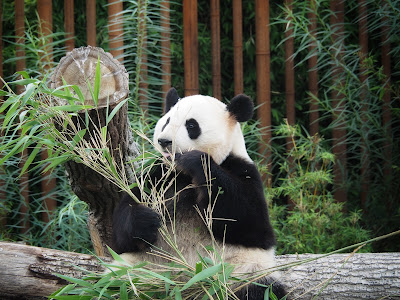 Copenhagen Zoo — fotografia 4