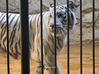 The Sofia Zoo — fotografia 4