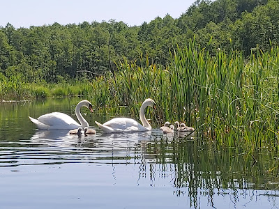 Brodnicki Park Krajobrazowy — fotografia 4
