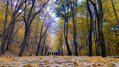 Parcul Natural Trivale