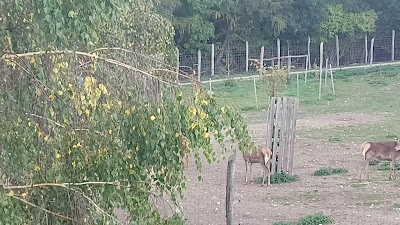 Erdő Háza Ökoturisztikai Látogatóközpont és Vadaspark — fotografia 2