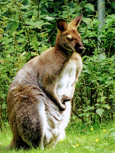 Vogel- und Tierpark Irgenöd — fotografia 4