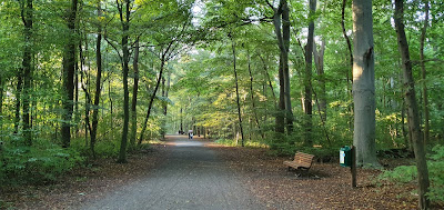 Eilenriede City Forest — fotografia 3
