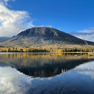 Skogshorn