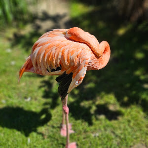 Mini Zoo Land — fotografia 5