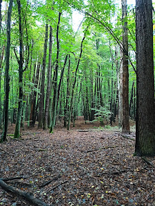 Kabaty Woods — fotografia 3