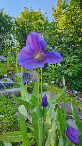 Arctic–Alpine Botanic Garden — fotografia 4
