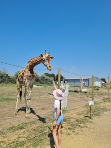 Kimba Elefánt Park — fotografia 5