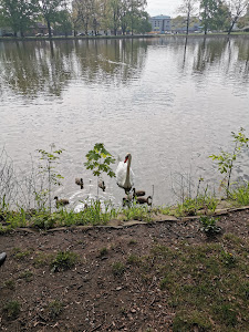 Rybník Prostějov — fotografia 5