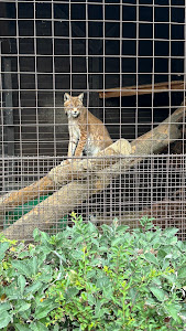 Malá Chuchle zoo — fotografia 4