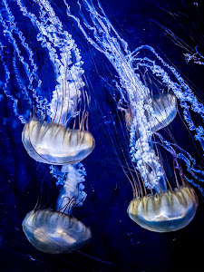 Aquarium | Pula — fotografia 3