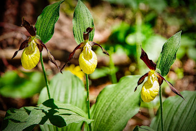 Zauberwald-Orchideen-Weg — fotografia 3