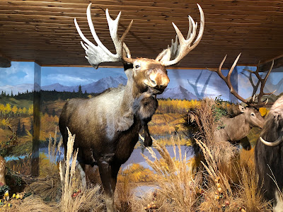 Alpen Wildpark Feld am See — fotografia 5