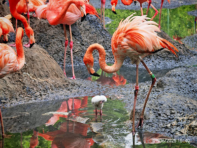 Cottbus Zoo — fotografia 4