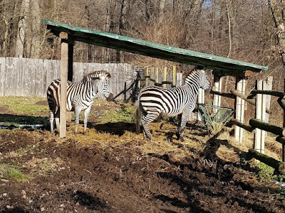 Zoo Sibiu — fotografia 4