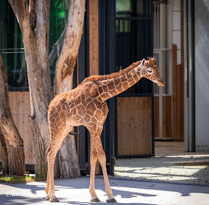 Grădina Zoologică Schönbrunn — fotografia 3