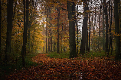 Las Okręglik — fotografia 5
