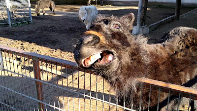 Tierpark Birkenheide — fotografia 2