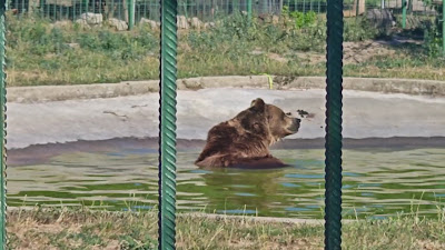 Grădina Zoologică Oradea — fotografia 2