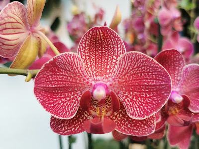 Ocean Orchids trgovina in storitve d.o.o. — fotografia 4