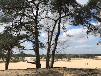 Uitkijkpunt Loonse & Drunense Duinen — fotografia 3