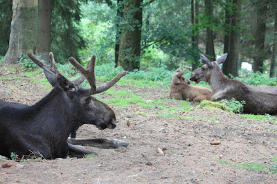 Bayerwald-Tierpark Lohberg — fotografia 4
