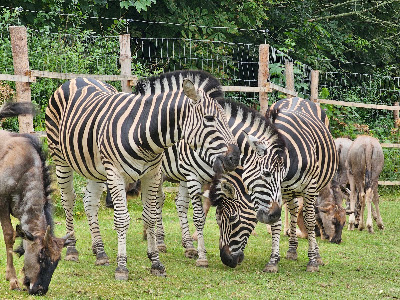 Safari Park Dvůr Králové — fotografia 5