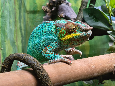 Reptilienzoo Allgäu — fotografia 4