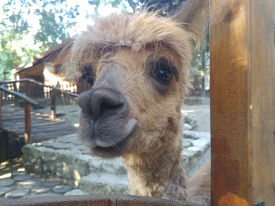 Varna Zoo — fotografia 4