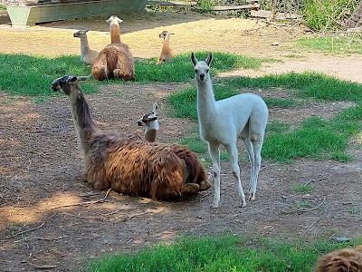 Palić Zoo — fotografia 4