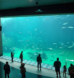 The North Sea Oceanarium — fotografia 3
