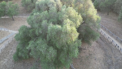 The Great Grampa - Millennial Wild Olive Tree — fotografia 2