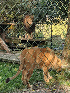 Walding Zoo — fotografia 4