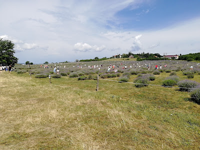 Lavender Field — fotografia 4