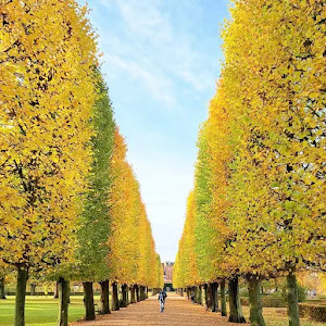 The King's Garden — fotografia 5