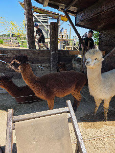 Mini Zoo Land — fotografia 4