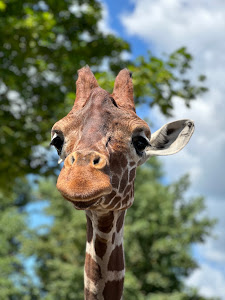 Safari Park Dvůr Králové — fotografia 3