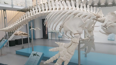 Zoological Museum of Kiel University — fotografia 2