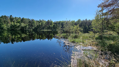 Puszcza Niepołomicka