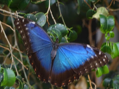 Vlindorado — fotografia 3