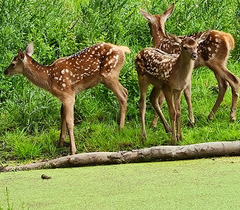 Wildpark Düsseldorf Grafenberg — fotografia 4