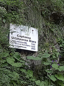 Cascada Urlătoarea (Bușteni) — fotografia 3