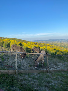 Agrisosta Fabbrini — fotografia 5