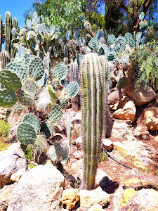 Cactus Níjar — fotografia 4